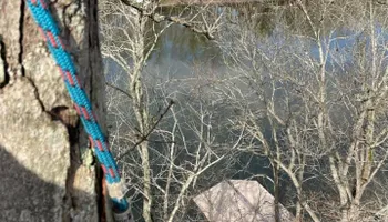 Tree Removal for Tree Fellers in Sumner County, TN