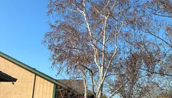 Tree Removal for Sammy's Tree Services in Sacramento, CA