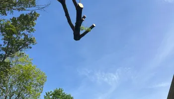 Tree Trimming for DIAZ TREE in Stafford, VA