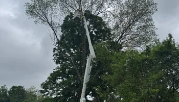 Tree Services for Hennessey Tree & Landscape LLC in Oxford,  CT 