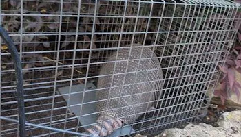 Residential Wildlife Control for Topper's Wildlife Removal in Garland, TX