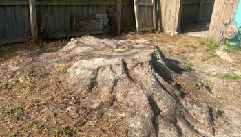 Stump Grinding for Busy Beaver Stump Removal, Inc in Clearwater, FL