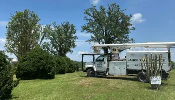 Tree Removal for Lance Tree Service in Tellico Plains ,  TN