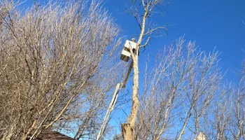 Tree Removal for Cross Family Tree Service in Kearney, MO