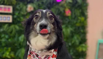 Our Locations for Sweet Pearl's Ice Cream in Garland, TX