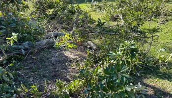 Fall Clean Up for Estrada All Pro Lawn Service in Auburndale, Florida