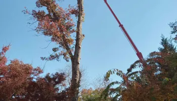Tree Removal for Smith Tree Experts in Palmyra, VA