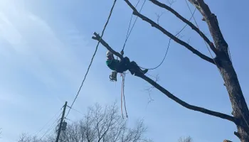 Tree Removal for Cassidy Tree Care in Santa Fe, TN