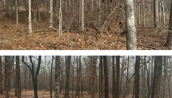 Land Clearing for Thickets Land Clearing & Excavation in Hohenwald, TN