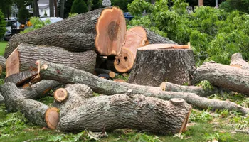 Tree Removal for Stump Removal & Daughter in Aurora, CO