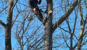 Tree Trimming for DIAZ TREE in Stafford, VA