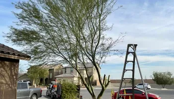 Fall and Spring Clean Up for Oliver L. Palm & Tree services in Yuma, AZ
