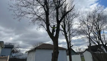 Tree Removal for Licensed to Cut Tree Service in Athens, PA