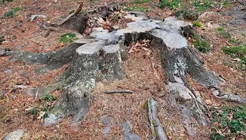 Stump Grinding for Anchor & Grind Stump in Chesapeake, VA
