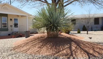 Tree Removal for A to Z Grounds Keeping in Sierra Vista, AZ
