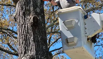 Tree Removal for R&P Tree Service LLC in Greenville, South Carolina