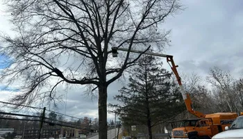 Tree Removal for KJ’s Tree Service & More LLC in Fraziers Bottom, WV