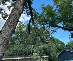 Tree Removal for Allstate Tree Service and Crane in Spring Lake Park, MN