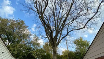 Tree Removal for Houtz Tree Service in Lexington, KY