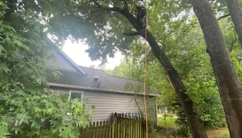 Tree Removal for MTJ Tree Removal LLC in Zebulon, NC