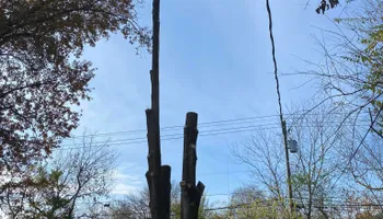 Tree Removal for Houtz Tree Service in Lexington, KY