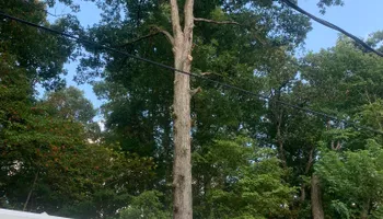 Tree Removal for Optimum Tree Service And Landscaping in Bowling Green, KY