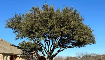 Tree Removal for Year Round Trees & Concrete Inc. in Fort Worth, TX
