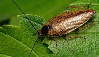 Residential Pest Control for All Pro Pest Control LLC in Banner, KY