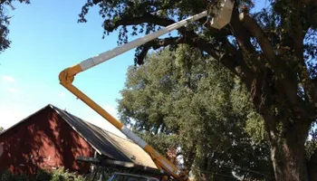 Tree Removal for Lalo's Tree Service in Willows, CA