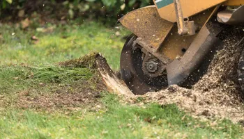 Tree Removal for Tree ReLeaf in Manalapan, NJ