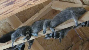 Residential Wildlife Control for The Critter Crew in DFW, TX