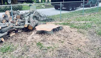 Tree Removal for Elevation Tree Service in Holiday, FL