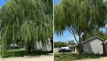 Tree Removal for Dale's Tree Service in Springdale, AR