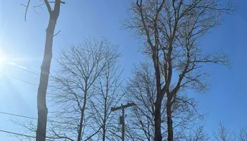 Tree Removal for Silver City Tree Service in Taunton, MA