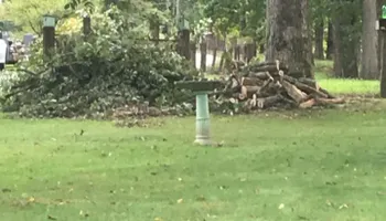 Tree Removal for Merriman's Tree Service in Nineveh,  IN