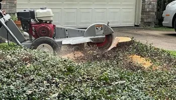 Tree Removal for Exclusive Demolition & Tree Service in Houston, TX