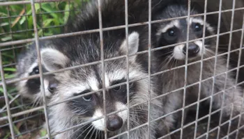 Residential Wildlife Control for Topper's Wildlife Removal in Garland, TX