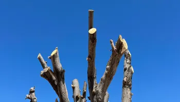 Tree Removal for Stump Removal & Daughter in Aurora, CO