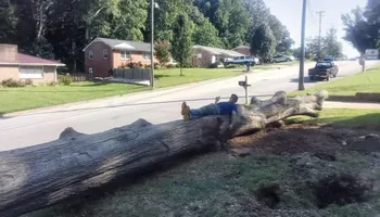 Tree Removal for The Webster Tree Service in Danville, VA