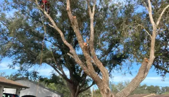 Tree Removal for TREE BOYS in Ruskin, FL