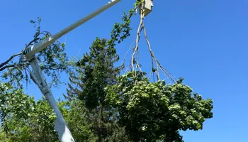 Tree Services for Hennessey Tree & Landscape LLC in Oxford,  CT 