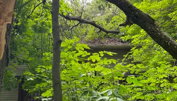 Tree Removal for Allstate Tree Service in Fridley, MN