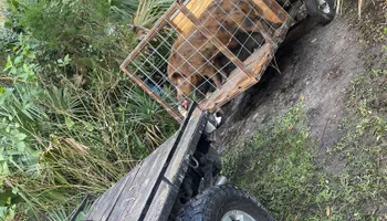 Hogs for North Brevard Wildlife Solutions in Mims, FL