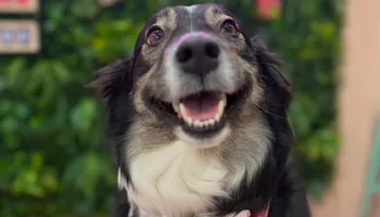 Our Locations for Sweet Pearl's Ice Cream in Garland, TX