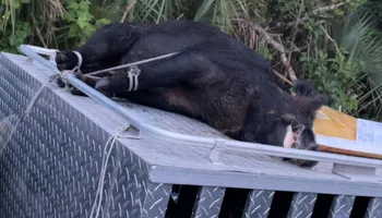 Hogs for North Brevard Wildlife Solutions in Mims, FL