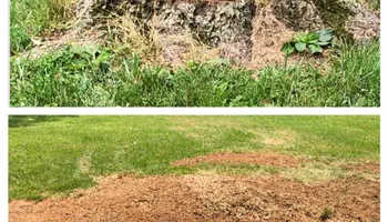 Stump Removal for Mad Dust Stump Grinding in Howard County, MD