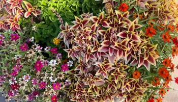 Commercial Maintenance/Installs for Urban Lawn & Landscape in Oklahoma City, OK