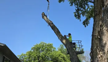 Tree Removal for Down To Earth Tree Service in Red Wing, MN
