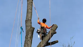 Tree Removal for Cross Family Tree Service in Kearney, MO