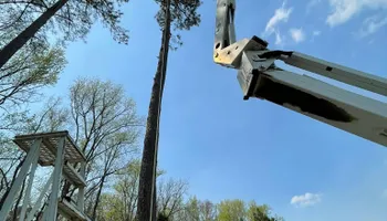 Tree Removal for R&P Tree Service LLC in Greenville, South Carolina
